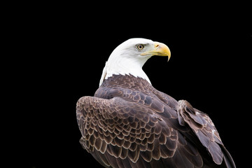 American Bald Eagle against Black Background