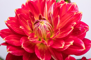 Red dahlia flower isolated on white background