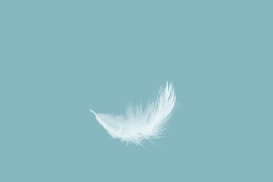 Fototapeta Soft white feather falling down in the air