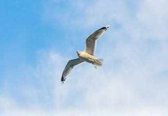 Seagull flying against cloudy sky