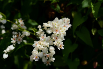 Colorful flowers and green leaves in nature