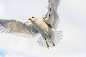 Seagull flying against cloudy sky