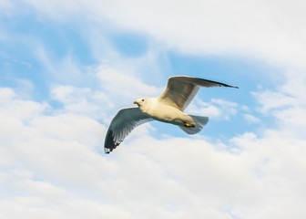 Seagull flying against cloudy sky