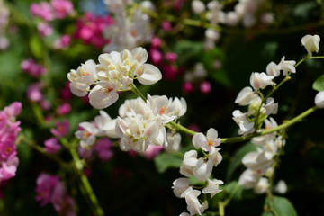 Colorful flowers and green leaves in nature