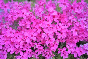 かわいく鮮やかなピンクの小花