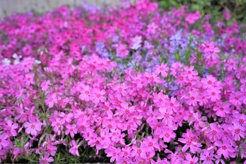 やさしい空気を感じる満開のピンクの花々