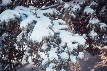 Layer of snow on branches of spruce with hoar-frost.