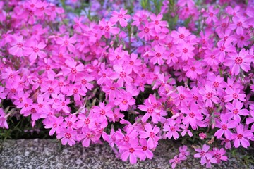 花壇に満開に咲くピンクの鮮やかな小花たち