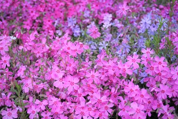 Obraz premium やさしい空気漂うピンクの花畑