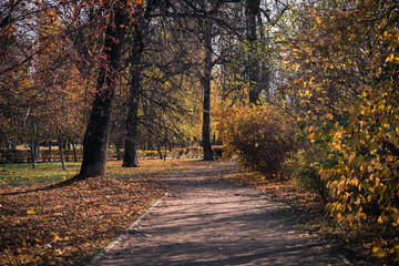 alley in the autumn park with bright fallen leaves