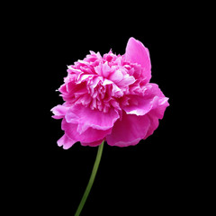 Beautiful pink peony isolated on a black background