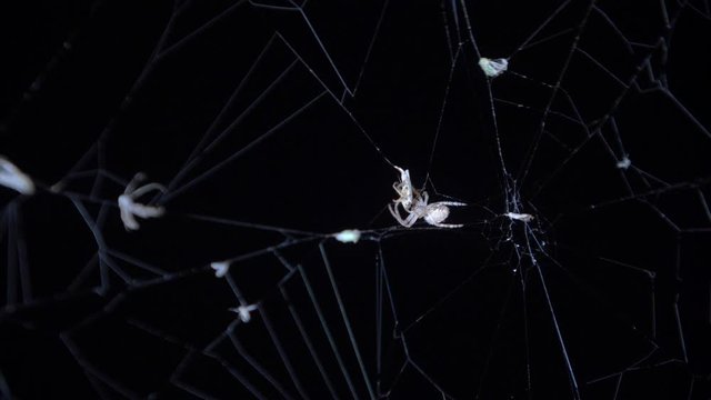 Spider caught a fly entangled in a cocoon. Close up of a female spider catch prey and wrapping it with web on a dry tree branch with background. Spider spinning web. 