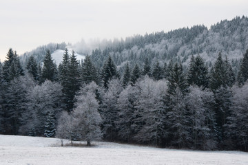 Frozen winter forest, trees covered by snow