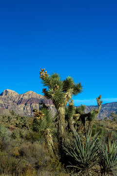 Joshua Trees and Yucca plants in Nevada's Mojave Desert