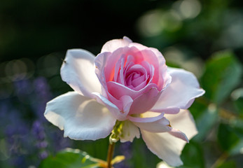 pink and white rose flower on the branch in the garden