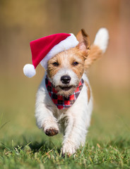 Happy christmas pet dog puppy running with santa hat, vertical background