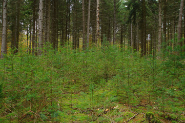 Forestry and Reforestation for sustainable development through new planting in the forest. forest...
