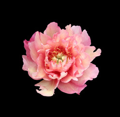 Beautiful pink peony isolated on a black background