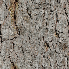 Old fir tree bark seamless texture. Closeup