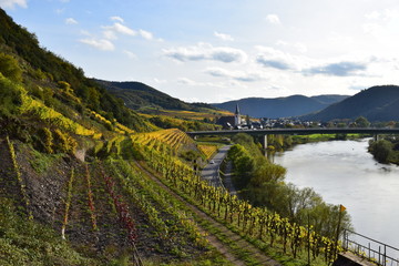 Moseltal bei Bruttig-Fankel im Hernst 2019