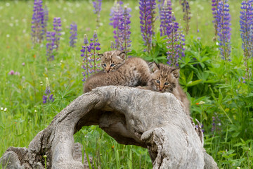 Bobcat Kittens on a Log with a Background of Purple Lupine