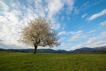 Fototapeta na wymiar Alone white blooming cherry tree on a spring meadow