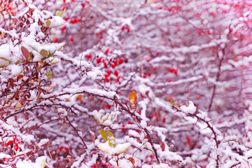 Shrub with red and yellow leaves