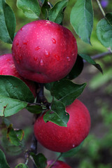red apples on tree