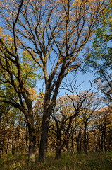 Fototapeta na wymiar 649-10 Oak Savanna Autumn
