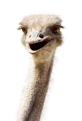 Zelfklevend Fotobehang Close-up ostrich's head smiling funny kind on white © Mandrixta