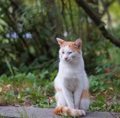 Naklejka na ściany i meble beatifull red street cat sitting on the path