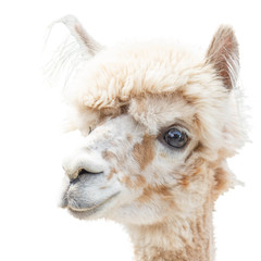 Portrait of an Alpaca lama isolated smiling on a white © Mandrixta