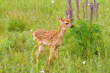 White Tailed Deer Fawn Standing in Front of Purple Lupine