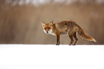 Naklejka na ściany i meble The red fox (Vulpes vulpes) is the largest of the true foxes and one of the most widely distributed members of the order Carnivora