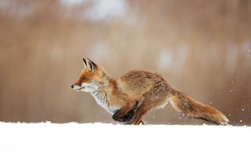 The red fox (Vulpes vulpes) is the largest of the true foxes and one of the most widely distributed members of the order Carnivora