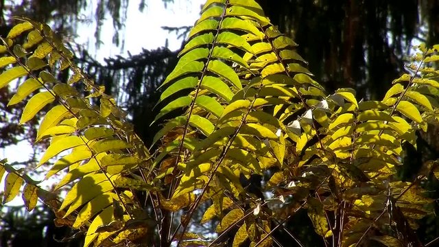 Im Vordergrund von der Sonne angeleuchtete herbstlich gef&auml;rbte Farne und im Hintergrund bewegen sich die gro&szlig;en B&auml;ume im Wind