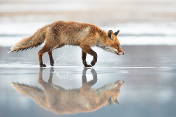 The red fox (Vulpes vulpes) is the largest of the true foxes and one of the most widely distributed...