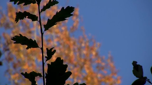 Eichenbl&auml;tter im Vordergrund und im Hintergrund eine Birke mit herbstlich gef&auml;rbten Bl&auml;ttern (Sch&auml;rfeverlagerung)