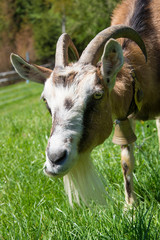 Funny goat posing in front of camera