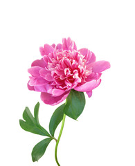 Beautiful pink peony isolated on a white background