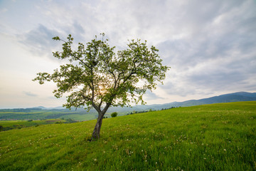Fototapeta na wymiar Lonely tree on a meadow
