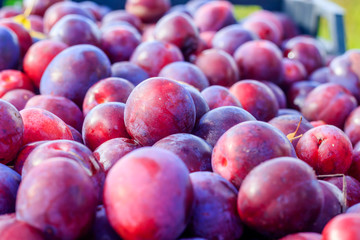 Lots of plums. Drain in the drawer. Homemade plum. Homemade garden berries. Purple fruit