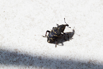 beetle on white background