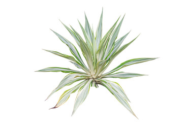 Agave plant isolated on white background. clipping path. Agave plant tropical drought tolerance has sharp thorns.