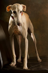 A sand-colored greyhound standing on a chair