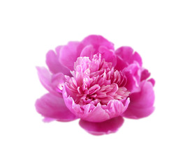 Beautiful pink peony isolated on a white background