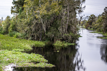 trees on the bayou