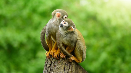 monkey