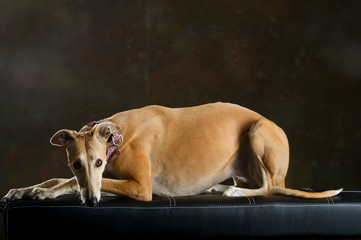 Portrait of a cinnamon colored greyhound lying on a bench