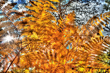 Low angle view of ferns in a forest in autumn